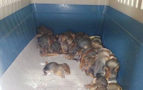 نجات ۳۲ بطانه سنجاب ایرانی در سردشت + ویدئو