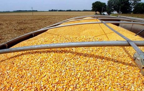 کشف محموله ۱۵ تنی ذرت قاچاق در سرپل‌ذهاب