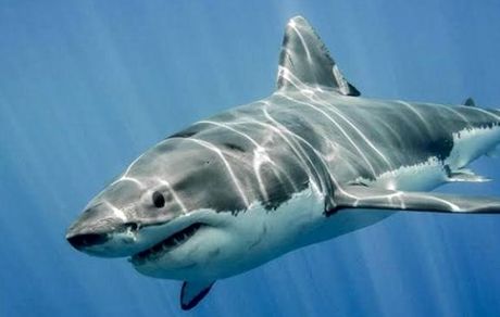 ماجرای طبخ سوپ باله کوسه در رستوران‌های لاکچری تهران