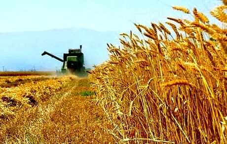 نرخ خرید تضمینی گندم سال زراعی جدید کیلویی ۱۳ هزار تومان اعلام شد