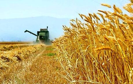 نرخ خرید تضمینی گندم سال زراعی جدید کیلویی ۱۳ هزار تومان اعلام شد
