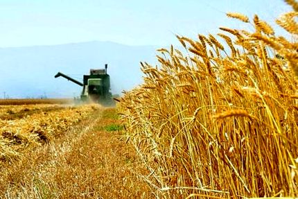 نرخ خرید تضمینی گندم سال زراعی جدید کیلویی ۱۳ هزار تومان اعلام شد