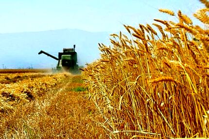 نرخ خرید تضمینی گندم سال زراعی جدید کیلویی ۱۳ هزار تومان اعلام شد