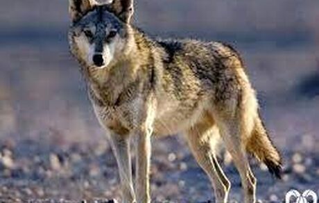 حمله گرگ به ۲ نفر از اهالی روستای اندبیل در خلخال