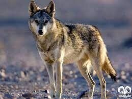 حمله گرگ به ۲ نفر از اهالی روستای اندبیل در خلخال