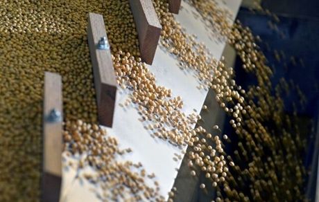 ترامپ بدنبال فروش ۲۰ میلیون تن سویای آمریکایی به چین