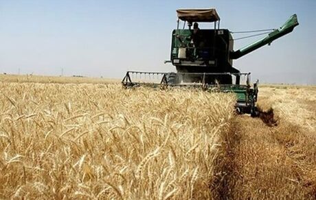 این استان‌ها، برترین‌های کشور در زمینه خرید تضمینی گندم لقب گرفتند