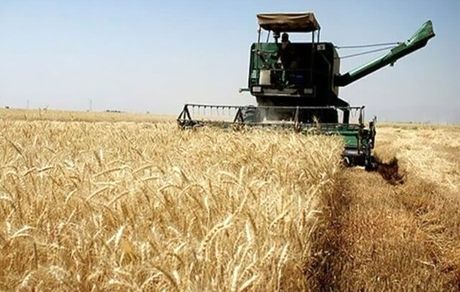 این استان‌ها، برترین‌های کشور در زمینه خرید تضمینی گندم لقب گرفتند