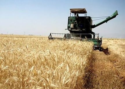 این استان‌ها، برترین‌های کشور در زمینه خرید تضمینی گندم لقب گرفتند