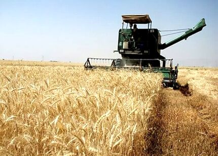 این استان‌ها، برترین‌های کشور در زمینه خرید تضمینی گندم لقب گرفتند