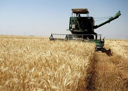 این استان‌ها، برترین‌های کشور در زمینه خرید تضمینی گندم لقب گرفتند