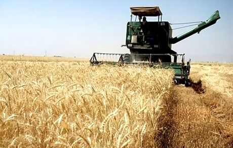 این استان‌ها، برترین‌های کشور در زمینه خرید تضمینی گندم لقب گرفتند