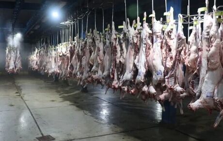 امحاء ۳۵ راس لاشه گوسفند و بز بدلیل آلودگی بالای میکروبی در پارس آباد
