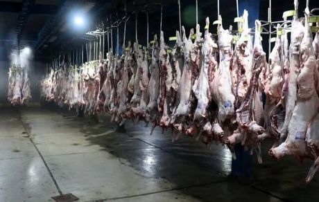 امحاء ۳۵ راس لاشه گوسفند و بز بدلیل آلودگی بالای میکروبی در پارس آباد