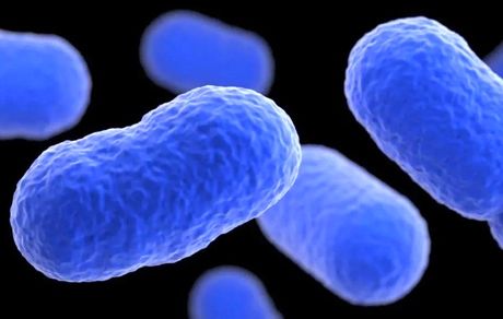 کشف باکتری ۵ هزار ساله مقاوم به آنتی بیوتیک