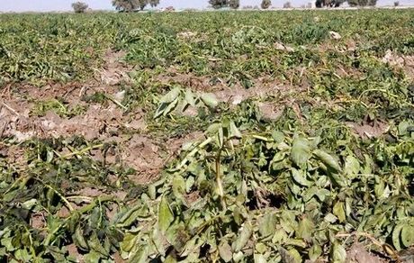 هشدار درخصوص تاثیرات بحران آب بر کاهش تولید موادغذایی در جهان