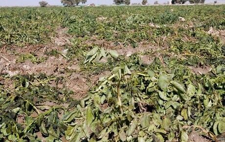 هشدار درخصوص تاثیرات بحران آب بر کاهش تولید موادغذایی در جهان