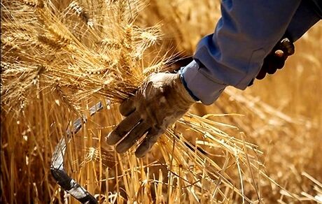 قیمت گندم صنف و صنعت مشخص شد