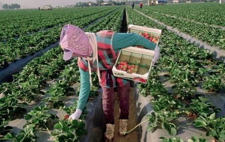 گرمای بی‌سابقه عامل کاهش تولید و افزایش قیمت جهانی توت فرنگی