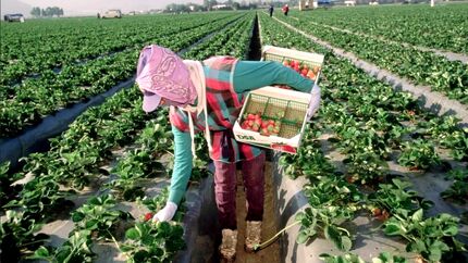گرمای بی‌سابقه عامل کاهش تولید و افزایش قیمت جهانی توت فرنگی