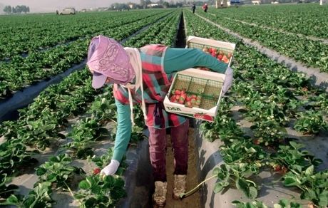 گرمای بی‌سابقه عامل کاهش تولید و افزایش قیمت جهانی توت فرنگی