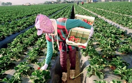 گرمای بی‌سابقه عامل کاهش تولید و افزایش قیمت جهانی توت فرنگی