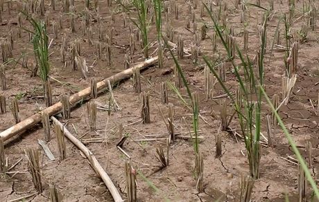 کم‌بارشی ۴۱ هزار میلیارد تومان به کشاورزی کشور خسارت زد