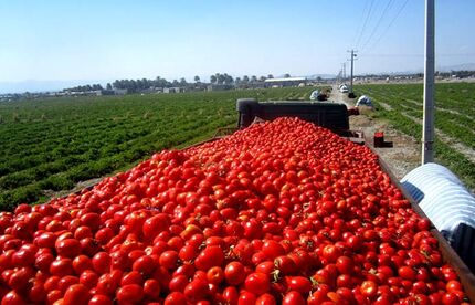 صادرات گوجه فرنگی و پیاز مشمول عوارض شد