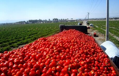صادرات گوجه فرنگی و پیاز مشمول عوارض شد