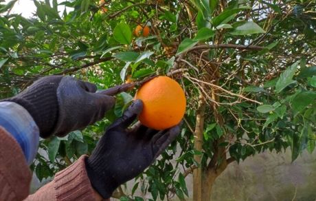 پیش‌بینی برداشت ۲۲۰ هزار تن مرکبات در استان گیلان