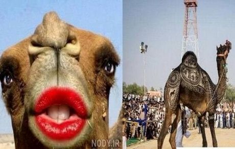 ممنوع شدن بوتاکس و تزریق ژل به شترها در عربستان