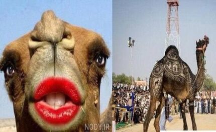 ممنوع شدن بوتاکس و تزریق ژل به شترها در عربستان