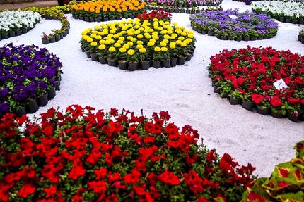آغاز هجدهمین نمایشگاه گل و گیاهان زینتی شهرستان محلات
