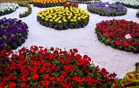 آغاز هجدهمین نمایشگاه گل و گیاهان زینتی شهرستان محلات