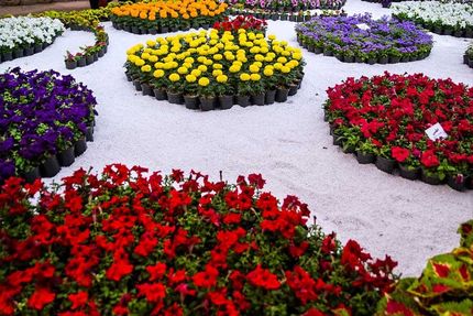 آغاز هجدهمین نمایشگاه گل و گیاهان زینتی شهرستان محلات