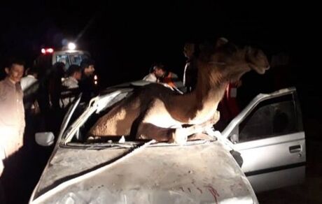 ورود شتر به خودرو در اثر برخورد/ ۵ سرنشین در خودرو محبوس شدند