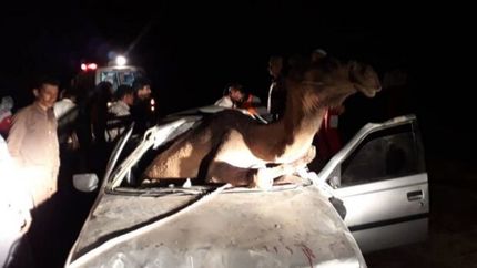 ورود شتر به خودرو در اثر برخورد/ ۵ سرنشین در خودرو محبوس شدند