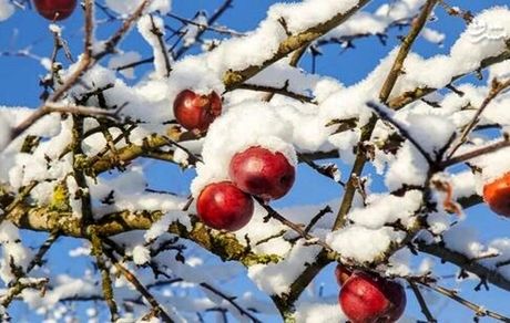 خسارت سه هزار میلیاردی برف و سرما به باغات سیب هشترود
