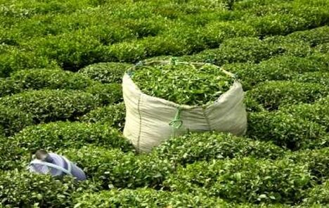 افزایش ۱۱ درصدی تولید برگ سبز چای 