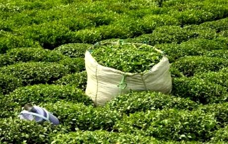 خریداری ۲ هزار و ۵۰۰ تن برگ سبز چای از چایکاران گیلان و مازندران