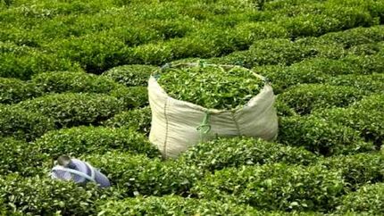 اعلام قیمت خرید تضمینی برگ سبز چای درجه یک و دو