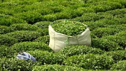 خرید ۵۱ هزار تن برگ سبز چای از چایکاران از آغاز چین دوم