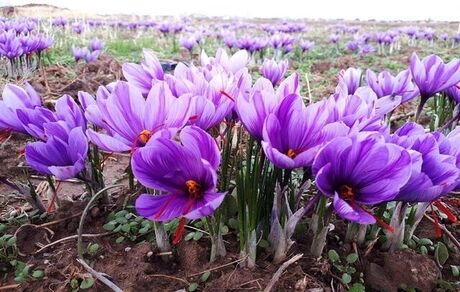 قیمت پایه هر کیلو زعفران تعیین شد