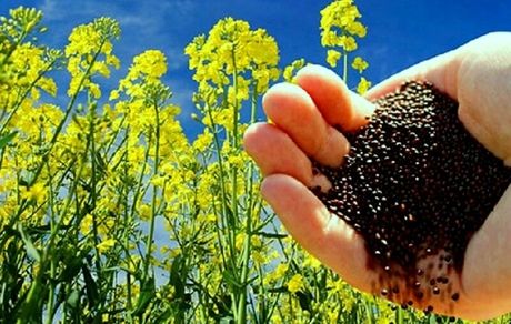 تصمیم جدیدی برای خرید دانه‌های روغنی اتخاذ شود