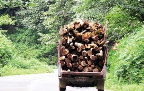 کشف ۳ تن چوب قاچاق در کردستان