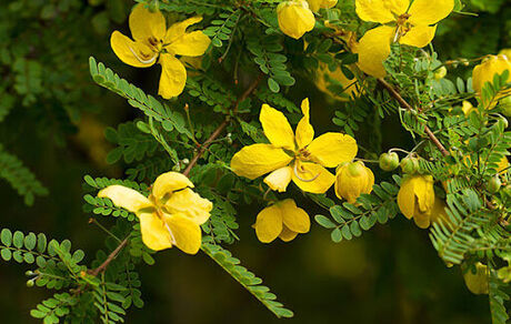 سنا، گیاهی برای درمان یبوست