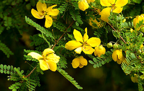 سنا، گیاهی برای درمان یبوست