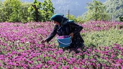 آغاز برداشت ۵ هزار تن گل گاو زبان از باغات استان گیلان