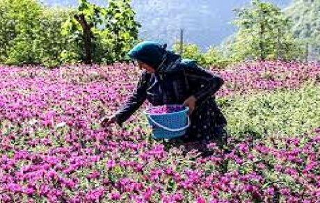 آغاز برداشت ۵ هزار تن گل گاو زبان از باغات استان گیلان