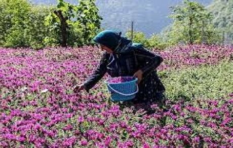 آغاز برداشت ۵ هزار تن گل گاو زبان از باغات استان گیلان